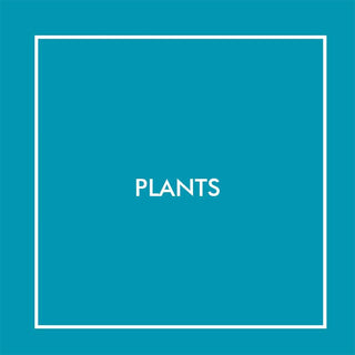 Plants | Baby Riddle