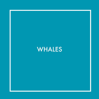 Whales | Baby Riddle